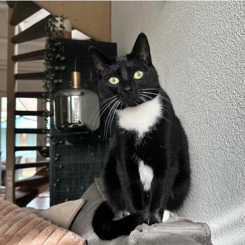 Kater zoekt nieuw huisje, Dieren en Toebehoren, Katten en Kittens | Raskatten | Korthaar, Kater, 3 tot 5 jaar, Gechipt