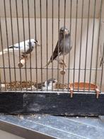 Wit bonte kanarie mannen ( zangers), Dieren en Toebehoren, Mannelijk, Kleurkanarie