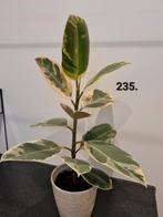 Ficus elastica Tineke / rubber plant (50 cm) - 7,50 euro, Ophalen of Verzenden, Ficus, Halfschaduw, Minder dan 100 cm