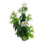 Heptacodium miconioides Zevenzonenboom najaarsbloeier, In pot, Herfst, Halfschaduw, Overige soorten