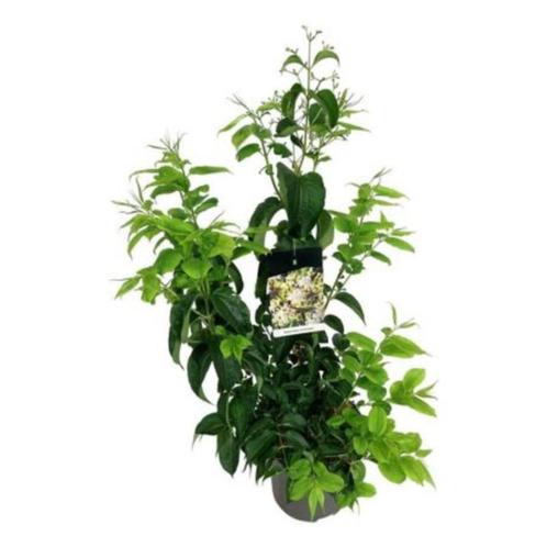 Heptacodium miconioides Zevenzonenboom najaarsbloeier, Tuin en Terras, Planten | Bomen, Overige soorten, Halfschaduw, Herfst, In pot