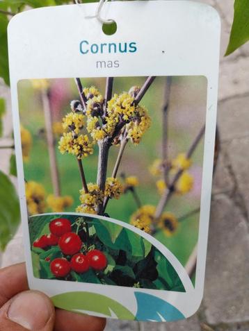 Cornus mas, kornoelje beschikbaar voor biedingen