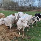 Stal gezocht, Meerdere dieren, 0 tot 2 jaar