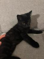 Zwarte kitten, Dieren en Toebehoren, Katten en Kittens | Raskatten | Korthaar, Kater