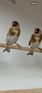 Kleine putters, Dieren en Toebehoren, Vogels | Overige Vogels, Meerdere dieren, Wildzangvogel