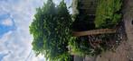 Volwassen catelpa boom, Ophalen, Lente