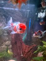 Oranda, sluierstaart, leeuwenkop, Vis