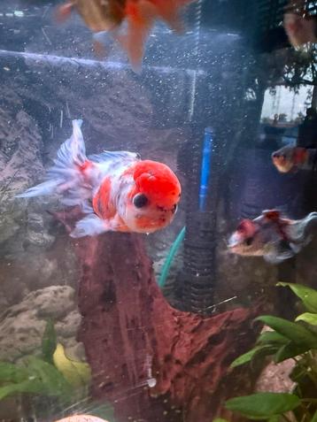 Oranda, sluierstaart, leeuwenkop beschikbaar voor biedingen