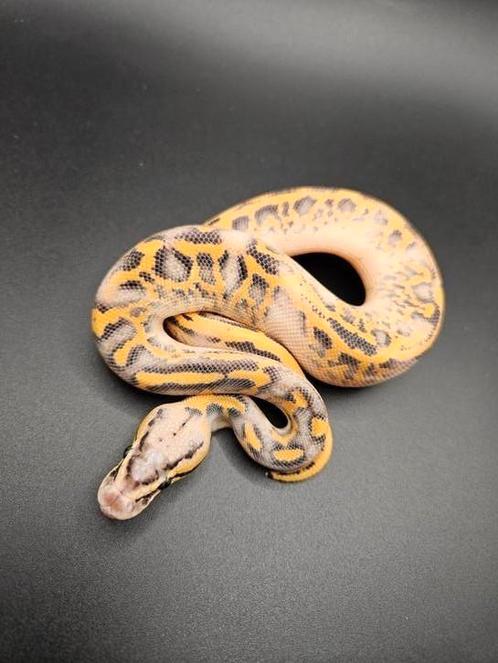 Baby Koningspythons/Ballpythons 2025, Dieren en Toebehoren, Reptielen en Amfibieën, Slang