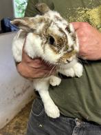 Lief konijntje, Dieren en Toebehoren, Konijnen, Vrouwelijk, Klein, 3 tot 5 jaar
