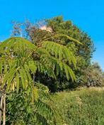 Slaapboom Ombrella 1.80 m zonder pot gemeten, Tuin en Terras, Planten | Bomen, Zomer, Volle zon, Ophalen