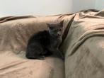 Brits korthaar en Langhaar kittens, Dieren en Toebehoren