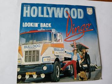 Dingo - Hollywood  beschikbaar voor biedingen