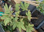 Aesculus hippocastanum 'Pavia' inclusief pot, Volle zon, Vaste plant, Zomer, Ophalen