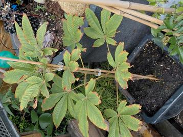 Aesculus hippocastanum 'Pavia' inclusief pot beschikbaar voor biedingen