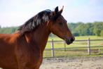 4 jr ster voorlk. Henkie x Gunner KS, Dieren en Toebehoren, Paarden, Merrie, Gechipt, Dressuurpaard, Zadelmak