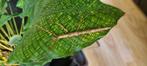 Eitjes wandelende tak: Lobofemora scheirei (PSG 379), Dieren en Toebehoren, Insecten en Spinnen, Wandelende tak