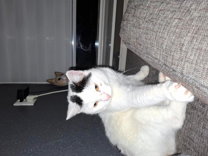 Kater te koop, Dieren en Toebehoren, Katten en Kittens | Raskatten | Korthaar, Kater, Gechipt