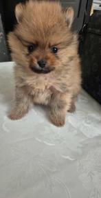 Pomeranian pups, Dieren en Toebehoren, Keeshond, Reu, CDV (hondenziekte), 8 tot 15 weken