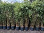 Bamboe Fargesia Obeliks 200cm - Meer dan 20 potten, Tuin en Terras, Vaste plant, Bloeit niet, Halfschaduw, Ophalen