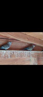 6 Bourke parkieten te koop, Dieren en Toebehoren, Vogels | Parkieten en Papegaaien, Meerdere dieren, Parkiet