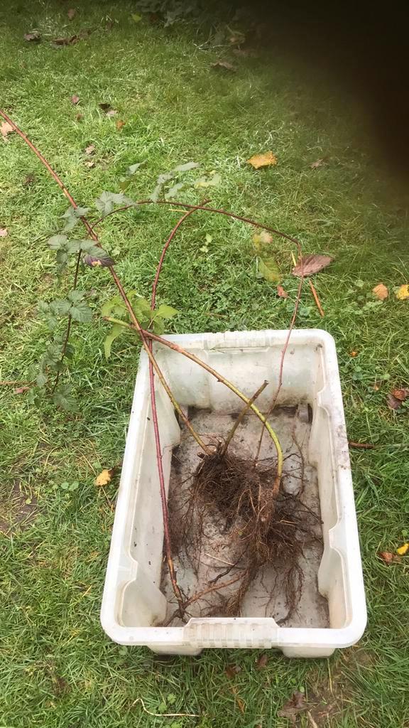 Frambozen zwarte, tayberry, braam, gojibes, Tuin en Terras, Planten | Tuinplanten, Overige soorten, Volle zon, Ophalen of Verzenden