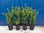 ilex caroline upright buxus vervanger 35/40cm hoog €2,95, Ophalen, Buxus, Minder dan 100 cm