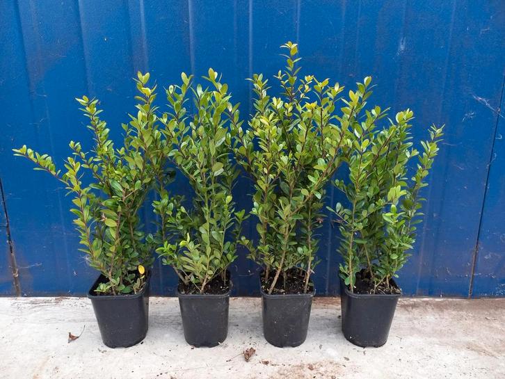 ilex caroline upright buxus vervanger 35/40cm hoog €2,95, Tuin en Terras, Planten | Struiken en Hagen, Buxus, Minder dan 100 cm