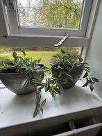 Leuke Plantenbakken voor Vensterbank, Ophalen, Rond, Beton, Binnen