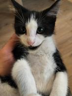 2 little cats  8 weeks for sale!, Dieren en Toebehoren, Katten en Kittens | Dekkaters
