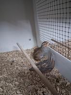 JUNGLEBUSH KWARTEL MAN 2025, Dieren en Toebehoren, Vogels | Overige Vogels, Mannelijk, Tropenvogel, Geringd