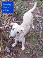 8 lieve sociale puppies ter adoptie!, Dieren en Toebehoren, Honden | Niet-rashonden, 15 weken tot 1 jaar, Handelaar, Buitenland