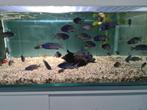 Placidochromis Phenochilus Mdoka White Lips Malawi Cichliden, Vis, Zoetwatervis
