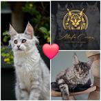 Maine coon kittens, Geslacht onbekend, 0 tot 2 jaar