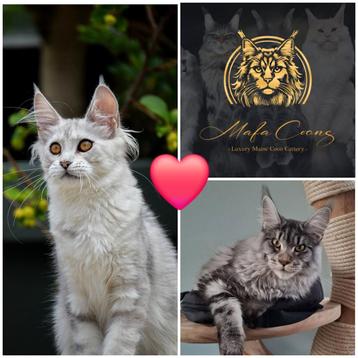 Maine coon kittens beschikbaar voor biedingen