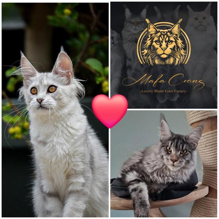 Maine coon kittens, Dieren en Toebehoren, Katten en Kittens | Raskatten | Langhaar, Geslacht onbekend, 0 tot 2 jaar