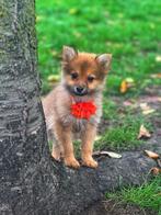 Speelse keeshondjes te koop, Dieren en Toebehoren, Honden | Poolhonden, Keeshonden en Oertypen, België, 8 tot 15 weken, Meerdere