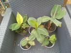 Musa dwarf bananenplanten uitzoeken €2.50, Ophalen, Halfschaduw, Minder dan 100 cm