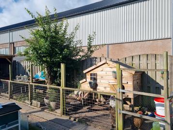 Kippen met Voldux XL kippenhok en  alle toebeboren  beschikbaar voor biedingen
