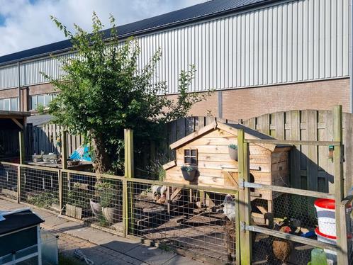 Kippen met Voldux XL kippenhok en  alle toebeboren, Dieren en Toebehoren, Pluimvee, Kip, Vrouwelijk