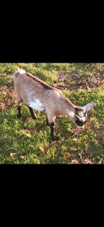 Drachtige geit te koop van maanvlekbok, Dieren en Toebehoren, Schapen, Geiten en Varkens, Vrouwelijk, Geit
