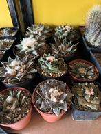 Zeldzame Cactussen: Ariocarpus, Turbinicarpus, Lophophora, Tuin en Terras, Planten | Tuinplanten, Overige soorten, Volle zon, Vaste plant