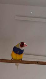 2 Gouldamandine mannen, Dieren en Toebehoren, Mannelijk