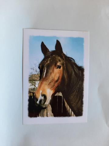 kaart paard veulen dier beschikbaar voor biedingen