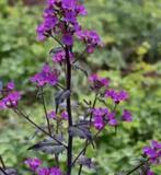 zaden vn de Lunaria annua, Judaspenning paars, Ophalen of Verzenden, Voorjaar, Volle zon, Zaad
