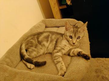 Bengaal Main Coon kitten beschikbaar voor biedingen