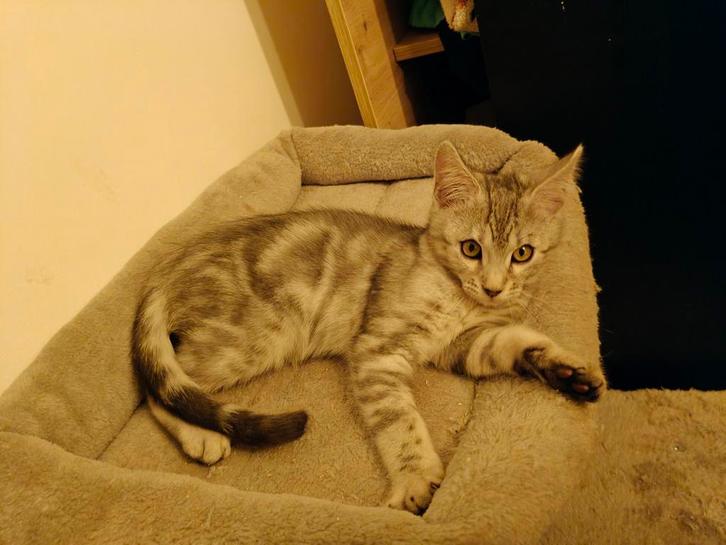 Bengaal Main Coon kitten, Dieren en Toebehoren, Katten en Kittens | Raskatten | Korthaar, Kater, 0 tot 2 jaar, Gechipt, Ontwormd