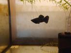 Black Molly man, Dieren en Toebehoren, Vissen | Aquariumvissen, Vis