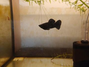 Black Molly man  beschikbaar voor biedingen