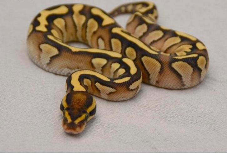 0.1 Lesser super stripe 50% het piebald koningspython